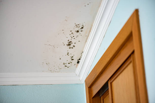 Best Residential Mold Remediation in Bristol, TN
