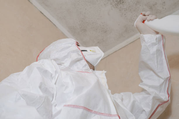 Best Insurance-Related Mold Remediation in Bristol, TN